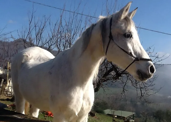 Casatorta Виккьо